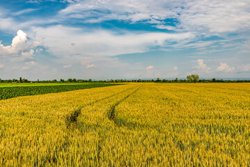 Primavera nella campagna piemontese