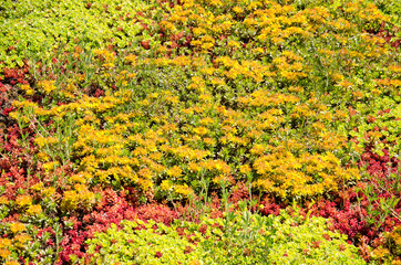 Detail of a vegetated roof with yellow sedum plants surrounded by red and green