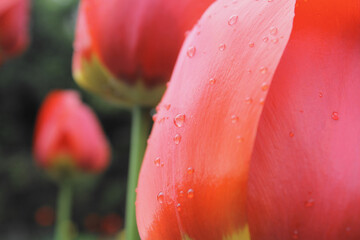 Fototapeta Rosa na kwiecie tulipana. obraz