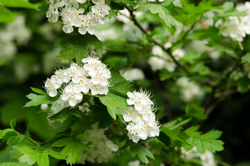 Obraz na płótnie Canvas branches of blooming hawthorn with white flowers
