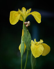 Yellow Iris