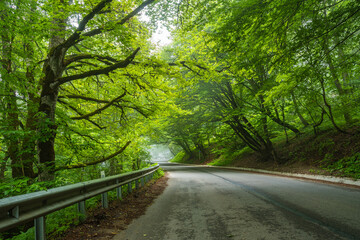 Sabaduri forest in summer, a beautiful place in the north of Tbilisi