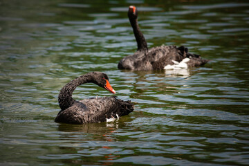 Nice black swan sweeming on summer lake with water splashes nature
