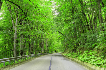 Sabaduri forest in summer, a beautiful place in the north of Tbilisi