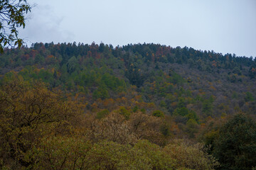 The dense trees near the El Pinal volcanic mountain in Puebla, Mexico