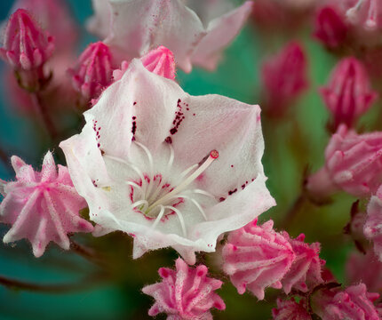 Macro view of blooming flower of mountain laurel (Kalmia latifolia). Spring-loaded stamens catapult pollen onto visiting bees.