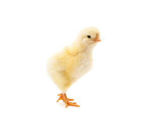 Small yellow chicken.