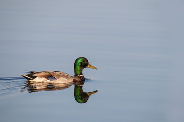 Obraz premium Male mallards reflection is mirrored in the water of a still lake