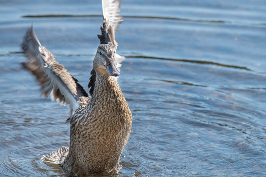 Feamle mallard dries her wings after bathing in a lake