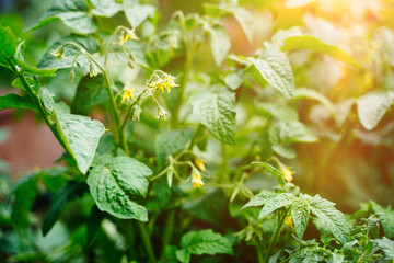 Closeup shot of yellow flower in full bloom of tomato plant growing on tomato plant before beginning to bear fruit in greenhouse in bright sunlight