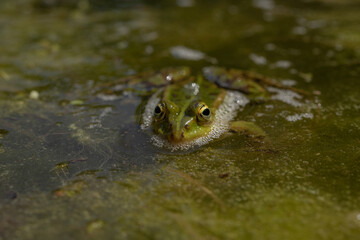 frog in the water