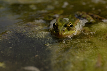 frog in the water