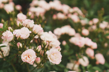 Bouquets with pink rose bouquets as background