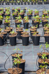 Variety of many plant pots and vases. Irrigation system.Growing cultivated plants. Greenhouse