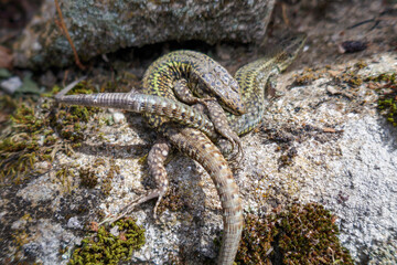 Two lizards fighting and biting each other. Natural combat. Teeth attack