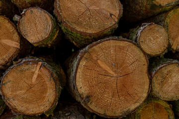 Fototapeta premium stack of logs