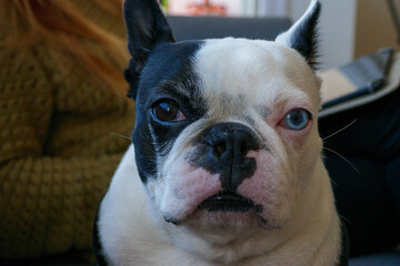 Boston terrier dog with heterocromia. Different color of the eyes, one blue one brown. Puppy dog