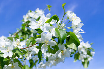 White flowers on apple tree branch against blue sky. Springtime background