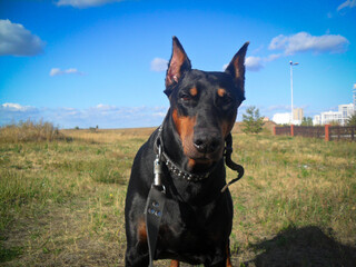 portrait of a black dog doberman