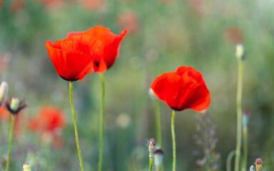 Close-up of poppy flower in the field at sunset.