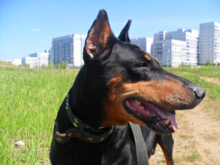 portrait of a black dog doberman