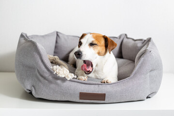 A yawning dog, jack russell terrier lying in a gray pet bed on a light background. Eco-friendly pet products, pet shop. Love and care for pets, healthy, veterinary medicine. Good morning.