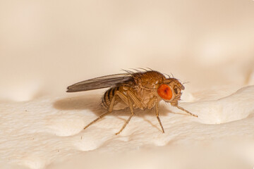Drosophila melanogaster 1