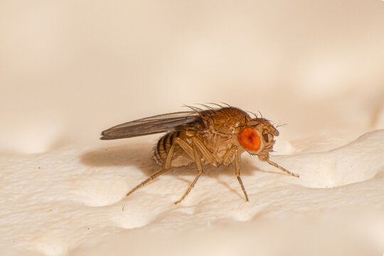 Drosophila melanogaster 1