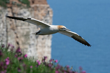 Northern Gannet (Morus bassanus) soaring above the Red Campion flower covered tops of Bempton's white chalk cliffs