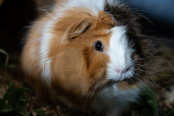 Portrait Of orange-white Guinea Pig Close. Guinea Pig eating grass.