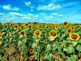 Obraz premium Close up of a field of Sunflowers in the Dordogne countryside in France 