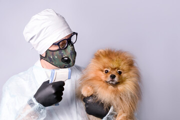 A doctor wearing medical respirator measuring body temperature of a Pomeranian dog with a non-contact infrared thermometer.