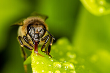 Honey bee collects water from the leaves.