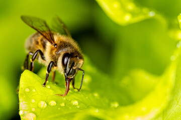 Honey bee collects water from the leaves.