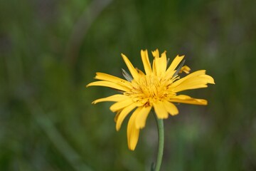 Flower of a meadow goat beard, Tragopogon pratensis