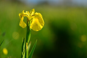 Wild Iris, Jersey, U.K. Marsh Spring flower.