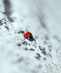 Close up view of a beautiful ladybug insect.