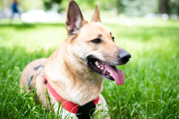 A beautiful big mestizo dog from the shelter lies on the grass in the park.