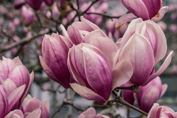 Fototapeta premium Elements of Mystic