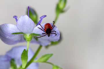 Tick on a flower.