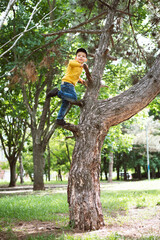 Naklejka na ściany i meble A little five-year-old boy climbed a tall tree in the park.