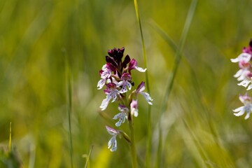 Burnt orchid, Neotinea ustulata
