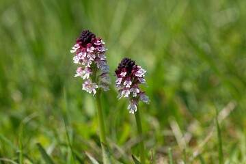 Burnt orchid, Neotinea ustulata