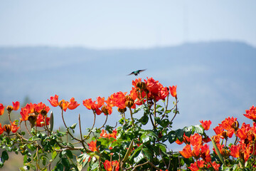 Polinización © Camilo