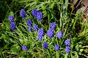 Blue muscari flowers in bloom in the garden, Sofia, Bulgaria      
