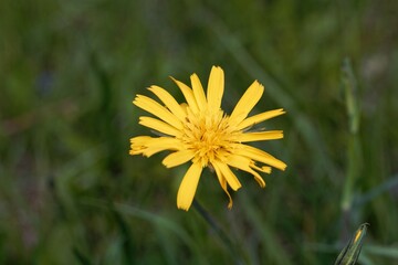 Flower of a meadow goat beard, Tragopogon pratensis