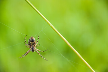 A spider on a green, blurry background weaves a web.