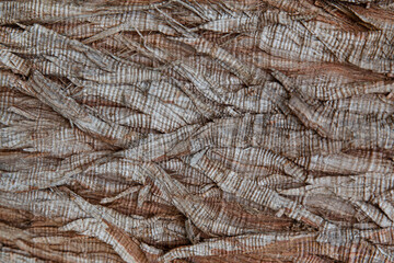 Background of brown wood bark