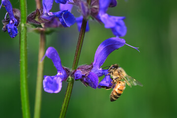 Flower salvia pratensis with a bee looking for nectar