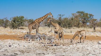 Meeting at a waterhole in Etosha National Park, Namibia: three giraffes drinking while some zebras walk by peacefully
